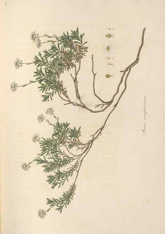 Reproducción/Reproduction 49557247128: Flora Graeca, sive, Plantarum rariorum historia, quas in provinciis aut insulis Graeciae /. Londini :Typis Richardi Taylor et socii, in Vico Shoe-Lane :MDCCCVI-MDCCCXL [1806-1840].. 