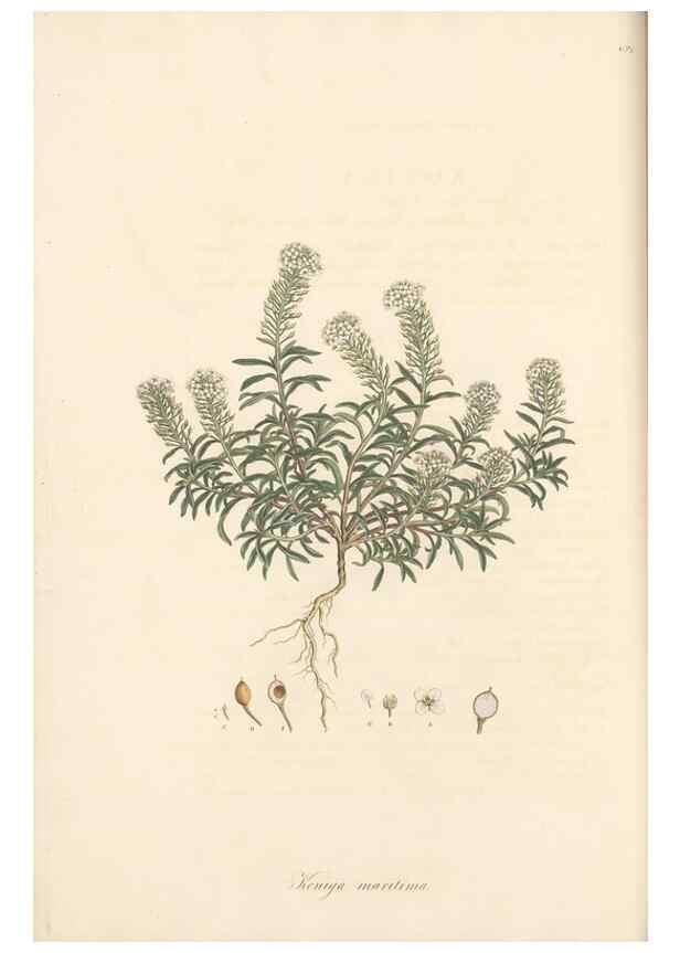 Reproducción/Reproduction 49557743856: Flora Graeca, sive, Plantarum rariorum historia, quas in provinciis aut insulis Graeciae /. Londini :Typis Richardi Taylor et socii, in Vico Shoe-Lane :MDCCCVI-MDCCCXL [1806-1840].. 