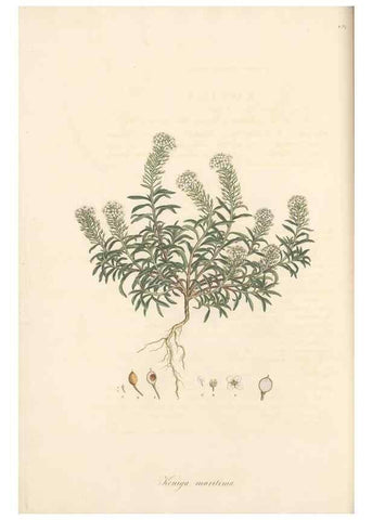 Reproducción/Reproduction 49557743856: Flora Graeca, sive, Plantarum rariorum historia, quas in provinciis aut insulis Graeciae /. Londini :Typis Richardi Taylor et socii, in Vico Shoe-Lane :MDCCCVI-MDCCCXL [1806-1840].. 