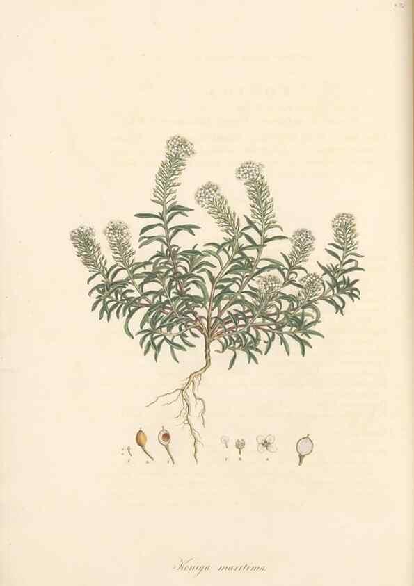 Reproducción/Reproduction 49557743856: Flora Graeca, sive, Plantarum rariorum historia, quas in provinciis aut insulis Graeciae /. Londini :Typis Richardi Taylor et socii, in Vico Shoe-Lane :MDCCCVI-MDCCCXL [1806-1840].. 