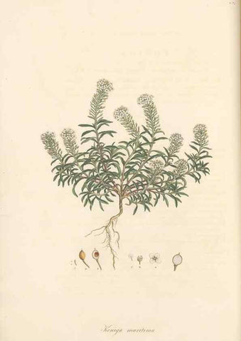 Reproducción/Reproduction 49557743856: Flora Graeca, sive, Plantarum rariorum historia, quas in provinciis aut insulis Graeciae /. Londini :Typis Richardi Taylor et socii, in Vico Shoe-Lane :MDCCCVI-MDCCCXL [1806-1840].. 
