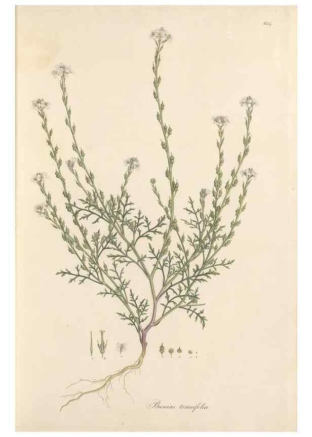 Reproducción/Reproduction 49557976612: Flora Graeca, sive, Plantarum rariorum historia, quas in provinciis aut insulis Graeciae /. Londini :Typis Richardi Taylor et socii, in Vico Shoe-Lane :MDCCCVI-MDCCCXL [1806-1840].. 