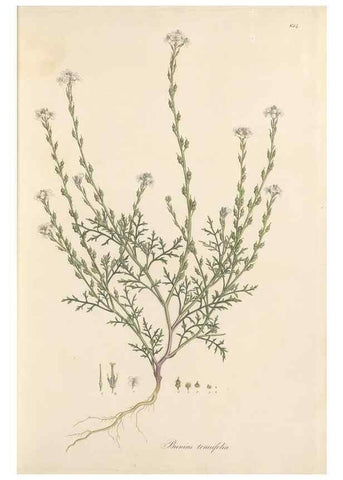 Reproducción/Reproduction 49557976612: Flora Graeca, sive, Plantarum rariorum historia, quas in provinciis aut insulis Graeciae /. Londini :Typis Richardi Taylor et socii, in Vico Shoe-Lane :MDCCCVI-MDCCCXL [1806-1840].. 