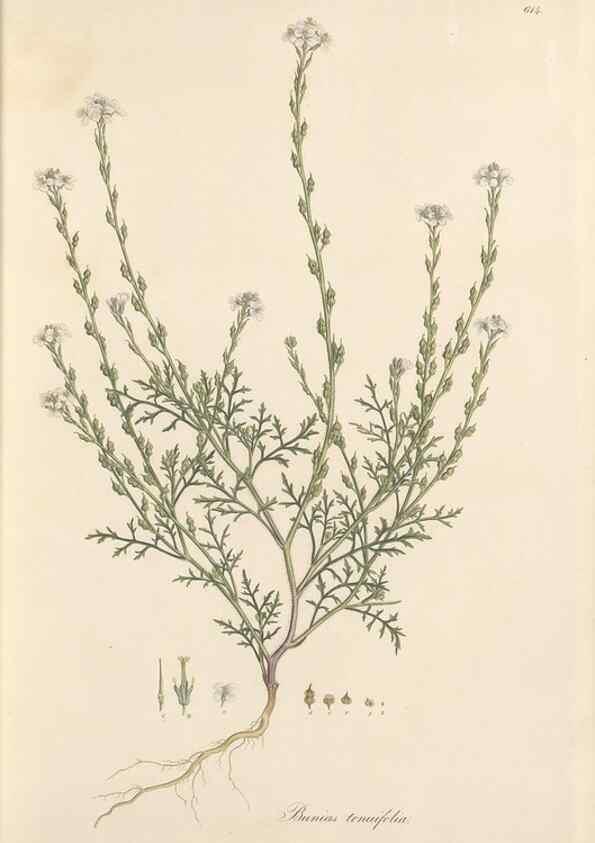 Reproducción/Reproduction 49557976612: Flora Graeca, sive, Plantarum rariorum historia, quas in provinciis aut insulis Graeciae /. Londini :Typis Richardi Taylor et socii, in Vico Shoe-Lane :MDCCCVI-MDCCCXL [1806-1840].. 