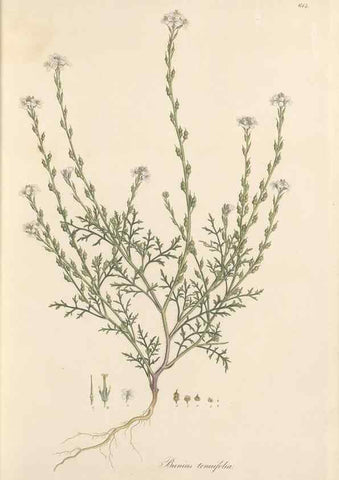 Reproducción/Reproduction 49557976612: Flora Graeca, sive, Plantarum rariorum historia, quas in provinciis aut insulis Graeciae /. Londini :Typis Richardi Taylor et socii, in Vico Shoe-Lane :MDCCCVI-MDCCCXL [1806-1840].. 