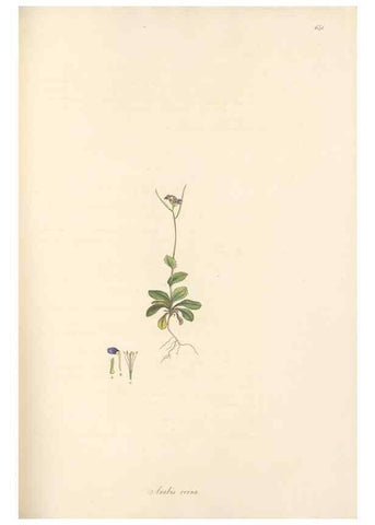Reproducción/Reproduction 49557984792: Flora Graeca, sive, Plantarum rariorum historia, quas in provinciis aut insulis Graeciae /. Londini :Typis Richardi Taylor et socii, in Vico Shoe-Lane :MDCCCVI-MDCCCXL [1806-1840].. 