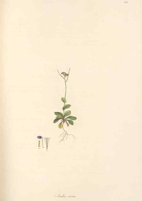Reproducción/Reproduction 49557984792: Flora Graeca, sive, Plantarum rariorum historia, quas in provinciis aut insulis Graeciae /. Londini :Typis Richardi Taylor et socii, in Vico Shoe-Lane :MDCCCVI-MDCCCXL [1806-1840].. 