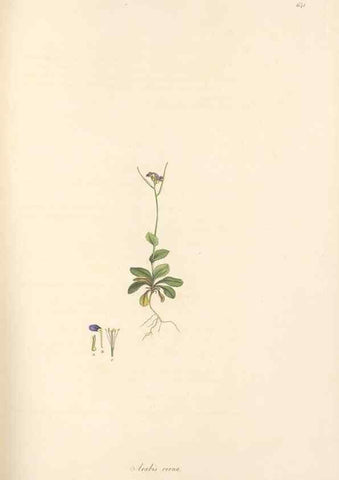 Reproducción/Reproduction 49557984792: Flora Graeca, sive, Plantarum rariorum historia, quas in provinciis aut insulis Graeciae /. Londini :Typis Richardi Taylor et socii, in Vico Shoe-Lane :MDCCCVI-MDCCCXL [1806-1840].. 
