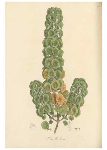 Reproducción/Reproduction 49557175413: Flora Graeca, sive, Plantarum rariorum historia, quas in provinciis aut insulis Graeciae /. Londini :Typis Richardi Taylor et socii, in Vico Shoe-Lane :MDCCCVI-MDCCCXL [1806-1840].. 