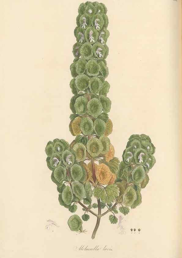 Reproducción/Reproduction 49557175413: Flora Graeca, sive, Plantarum rariorum historia, quas in provinciis aut insulis Graeciae /. Londini :Typis Richardi Taylor et socii, in Vico Shoe-Lane :MDCCCVI-MDCCCXL [1806-1840].. 