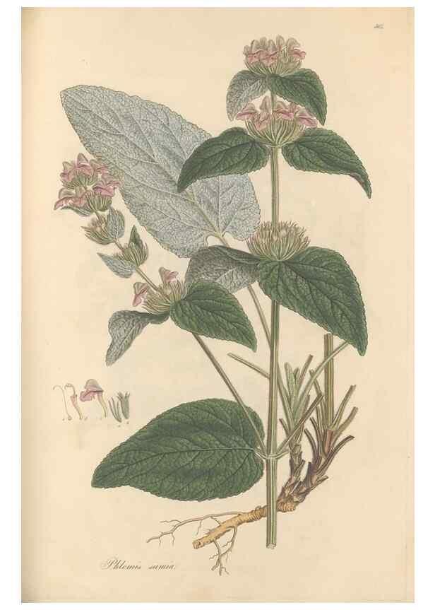 Reproducción/Reproduction 49557174683: Flora Graeca, sive, Plantarum rariorum historia, quas in provinciis aut insulis Graeciae /. Londini :Typis Richardi Taylor et socii, in Vico Shoe-Lane :MDCCCVI-MDCCCXL [1806-1840].. 