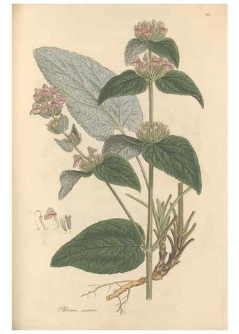 Reproducción/Reproduction 49557174683: Flora Graeca, sive, Plantarum rariorum historia, quas in provinciis aut insulis Graeciae /. Londini :Typis Richardi Taylor et socii, in Vico Shoe-Lane :MDCCCVI-MDCCCXL [1806-1840].. 