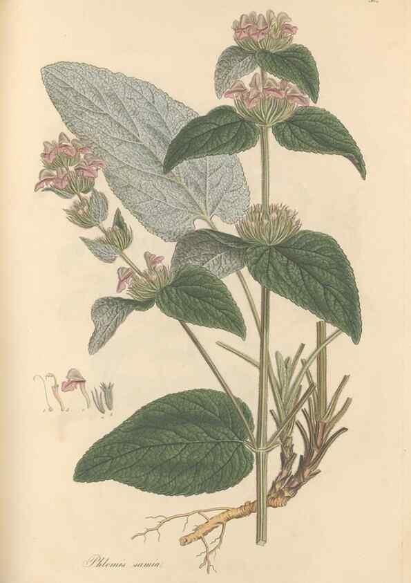 Reproducción/Reproduction 49557174683: Flora Graeca, sive, Plantarum rariorum historia, quas in provinciis aut insulis Graeciae /. Londini :Typis Richardi Taylor et socii, in Vico Shoe-Lane :MDCCCVI-MDCCCXL [1806-1840].. 