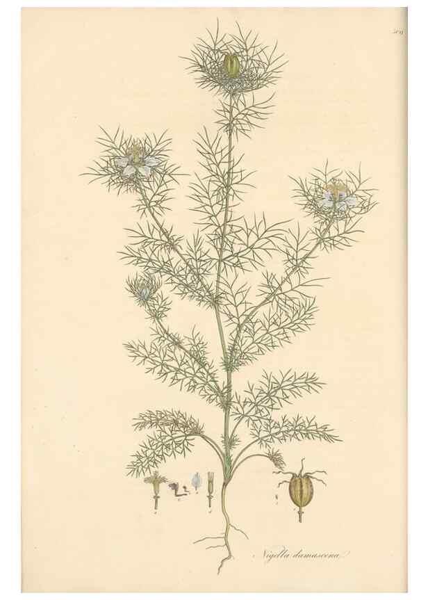 Reproducción/Reproduction 49557654911: Flora Graeca, sive, Plantarum rariorum historia, quas in provinciis aut insulis Graeciae /. Londini :Typis Richardi Taylor et socii, in Vico Shoe-Lane :MDCCCVI-MDCCCXL [1806-1840].. 