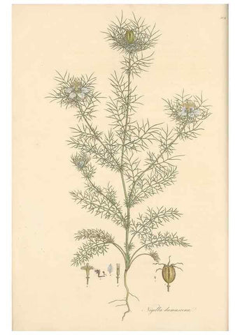 Reproducción/Reproduction 49557654911: Flora Graeca, sive, Plantarum rariorum historia, quas in provinciis aut insulis Graeciae /. Londini :Typis Richardi Taylor et socii, in Vico Shoe-Lane :MDCCCVI-MDCCCXL [1806-1840].. 