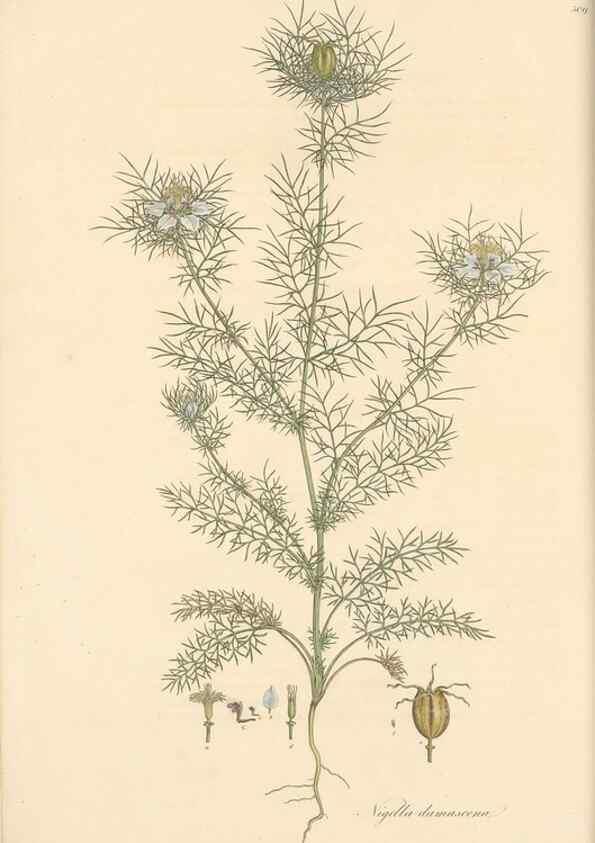 Reproducción/Reproduction 49557654911: Flora Graeca, sive, Plantarum rariorum historia, quas in provinciis aut insulis Graeciae /. Londini :Typis Richardi Taylor et socii, in Vico Shoe-Lane :MDCCCVI-MDCCCXL [1806-1840].. 