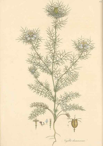 Reproducción/Reproduction 49557654911: Flora Graeca, sive, Plantarum rariorum historia, quas in provinciis aut insulis Graeciae /. Londini :Typis Richardi Taylor et socii, in Vico Shoe-Lane :MDCCCVI-MDCCCXL [1806-1840].. 