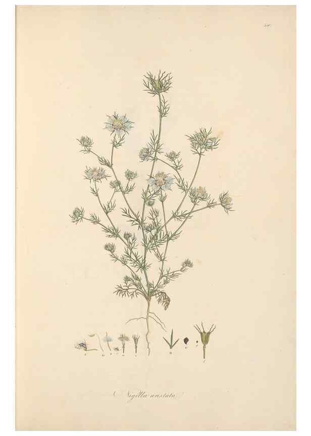 Reproducción/Reproduction 49557889682: Flora Graeca, sive, Plantarum rariorum historia, quas in provinciis aut insulis Graeciae /. Londini :Typis Richardi Taylor et socii, in Vico Shoe-Lane :MDCCCVI-MDCCCXL [1806-1840].. 