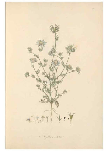 Reproducción/Reproduction 49557889682: Flora Graeca, sive, Plantarum rariorum historia, quas in provinciis aut insulis Graeciae /. Londini :Typis Richardi Taylor et socii, in Vico Shoe-Lane :MDCCCVI-MDCCCXL [1806-1840].. 