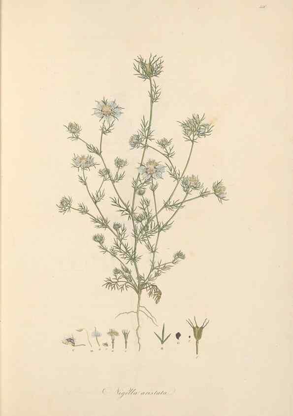 Reproducción/Reproduction 49557889682: Flora Graeca, sive, Plantarum rariorum historia, quas in provinciis aut insulis Graeciae /. Londini :Typis Richardi Taylor et socii, in Vico Shoe-Lane :MDCCCVI-MDCCCXL [1806-1840].. 