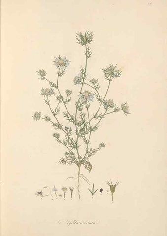 Reproducción/Reproduction 49557889682: Flora Graeca, sive, Plantarum rariorum historia, quas in provinciis aut insulis Graeciae /. Londini :Typis Richardi Taylor et socii, in Vico Shoe-Lane :MDCCCVI-MDCCCXL [1806-1840].. 
