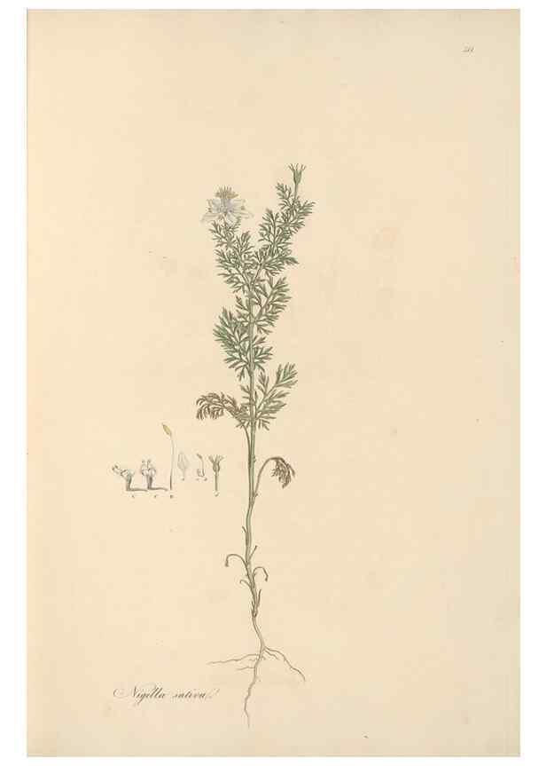 Reproducción/Reproduction 49557889982: Flora Graeca, sive, Plantarum rariorum historia, quas in provinciis aut insulis Graeciae /. Londini :Typis Richardi Taylor et socii, in Vico Shoe-Lane :MDCCCVI-MDCCCXL [1806-1840].. 