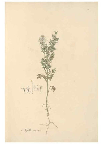 Reproducción/Reproduction 49557889982: Flora Graeca, sive, Plantarum rariorum historia, quas in provinciis aut insulis Graeciae /. Londini :Typis Richardi Taylor et socii, in Vico Shoe-Lane :MDCCCVI-MDCCCXL [1806-1840].. 