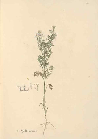 Reproducción/Reproduction 49557889982: Flora Graeca, sive, Plantarum rariorum historia, quas in provinciis aut insulis Graeciae /. Londini :Typis Richardi Taylor et socii, in Vico Shoe-Lane :MDCCCVI-MDCCCXL [1806-1840].. 