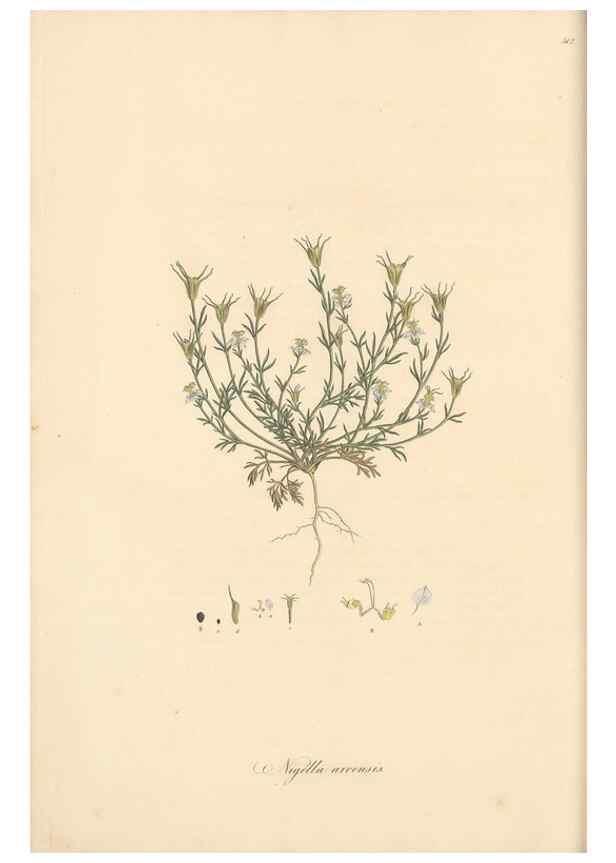 Reproducción/Reproduction 49557655811: Flora Graeca, sive, Plantarum rariorum historia, quas in provinciis aut insulis Graeciae /. Londini :Typis Richardi Taylor et socii, in Vico Shoe-Lane :MDCCCVI-MDCCCXL [1806-1840].. 