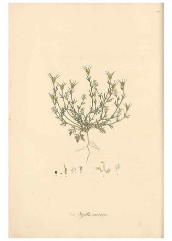 Reproducción/Reproduction 49557655811: Flora Graeca, sive, Plantarum rariorum historia, quas in provinciis aut insulis Graeciae /. Londini :Typis Richardi Taylor et socii, in Vico Shoe-Lane :MDCCCVI-MDCCCXL [1806-1840].. 