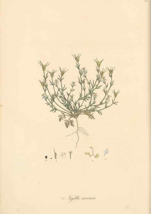 Reproducción/Reproduction 49557655811: Flora Graeca, sive, Plantarum rariorum historia, quas in provinciis aut insulis Graeciae /. Londini :Typis Richardi Taylor et socii, in Vico Shoe-Lane :MDCCCVI-MDCCCXL [1806-1840].. 