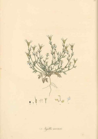 Reproducción/Reproduction 49557655811: Flora Graeca, sive, Plantarum rariorum historia, quas in provinciis aut insulis Graeciae /. Londini :Typis Richardi Taylor et socii, in Vico Shoe-Lane :MDCCCVI-MDCCCXL [1806-1840].. 