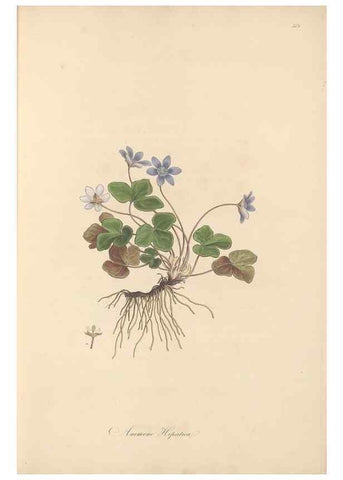 Reproducción/Reproduction 49557890507: Flora Graeca, sive, Plantarum rariorum historia, quas in provinciis aut insulis Graeciae /. Londini :Typis Richardi Taylor et socii, in Vico Shoe-Lane :MDCCCVI-MDCCCXL [1806-1840].. 