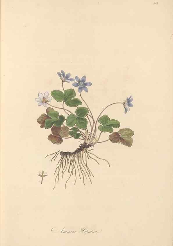 Reproducción/Reproduction 49557890507: Flora Graeca, sive, Plantarum rariorum historia, quas in provinciis aut insulis Graeciae /. Londini :Typis Richardi Taylor et socii, in Vico Shoe-Lane :MDCCCVI-MDCCCXL [1806-1840].. 