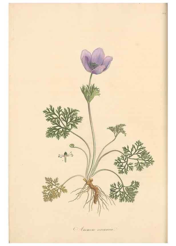 Reproducción/Reproduction 49557158798: Flora Graeca, sive, Plantarum rariorum historia, quas in provinciis aut insulis Graeciae /. Londini :Typis Richardi Taylor et socii, in Vico Shoe-Lane :MDCCCVI-MDCCCXL [1806-1840].. 