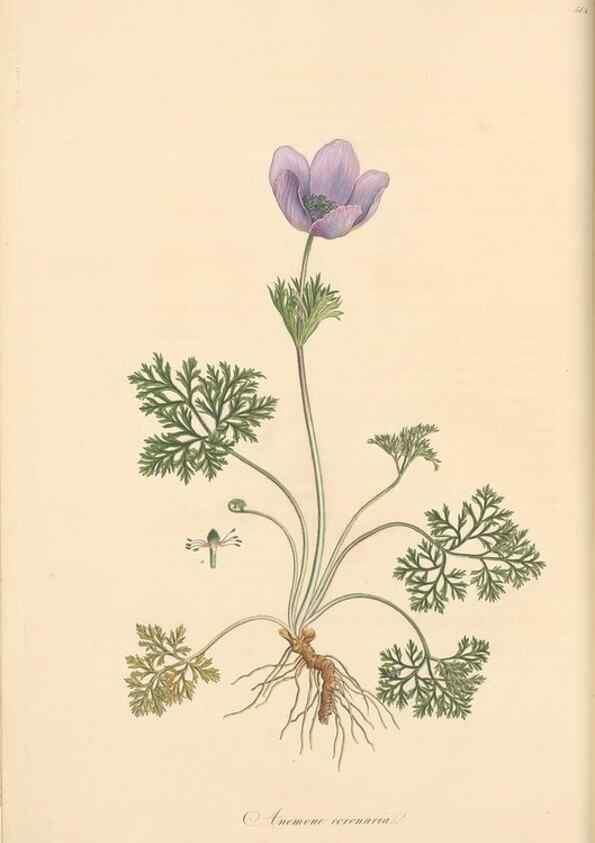 Reproducción/Reproduction 49557158798: Flora Graeca, sive, Plantarum rariorum historia, quas in provinciis aut insulis Graeciae /. Londini :Typis Richardi Taylor et socii, in Vico Shoe-Lane :MDCCCVI-MDCCCXL [1806-1840].. 
