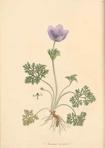 Reproducción/Reproduction 49557158798: Flora Graeca, sive, Plantarum rariorum historia, quas in provinciis aut insulis Graeciae /. Londini :Typis Richardi Taylor et socii, in Vico Shoe-Lane :MDCCCVI-MDCCCXL [1806-1840].. 