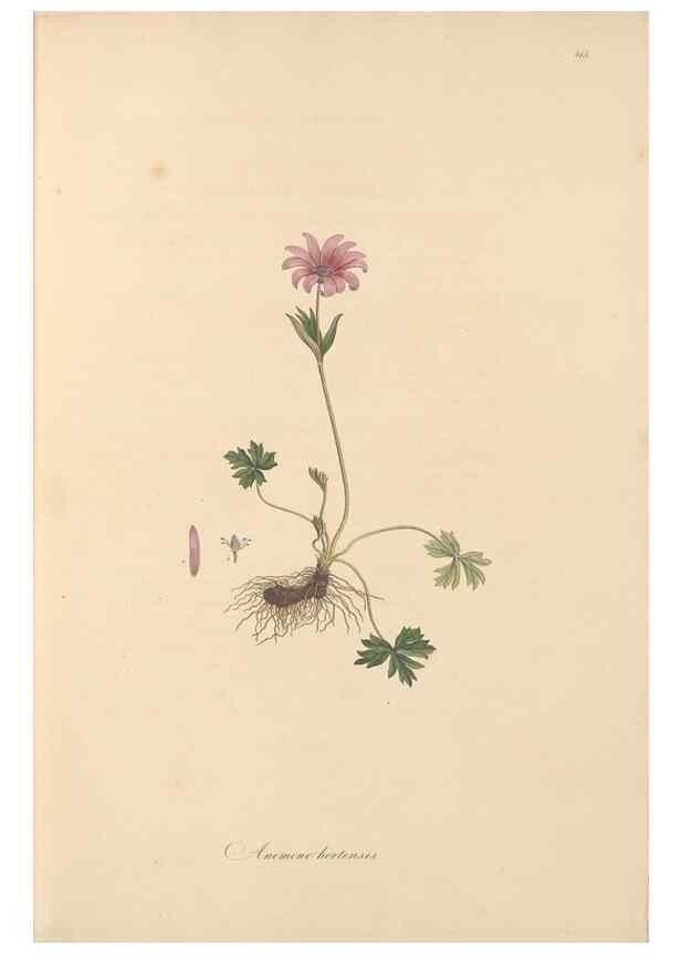 Reproducción/Reproduction 49557656526: Flora Graeca, sive, Plantarum rariorum historia, quas in provinciis aut insulis Graeciae /. Londini :Typis Richardi Taylor et socii, in Vico Shoe-Lane :MDCCCVI-MDCCCXL [1806-1840].. 