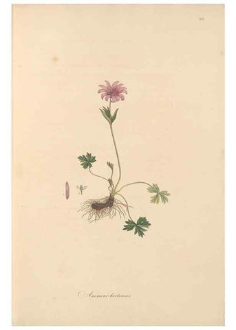Reproducción/Reproduction 49557656526: Flora Graeca, sive, Plantarum rariorum historia, quas in provinciis aut insulis Graeciae /. Londini :Typis Richardi Taylor et socii, in Vico Shoe-Lane :MDCCCVI-MDCCCXL [1806-1840].. 