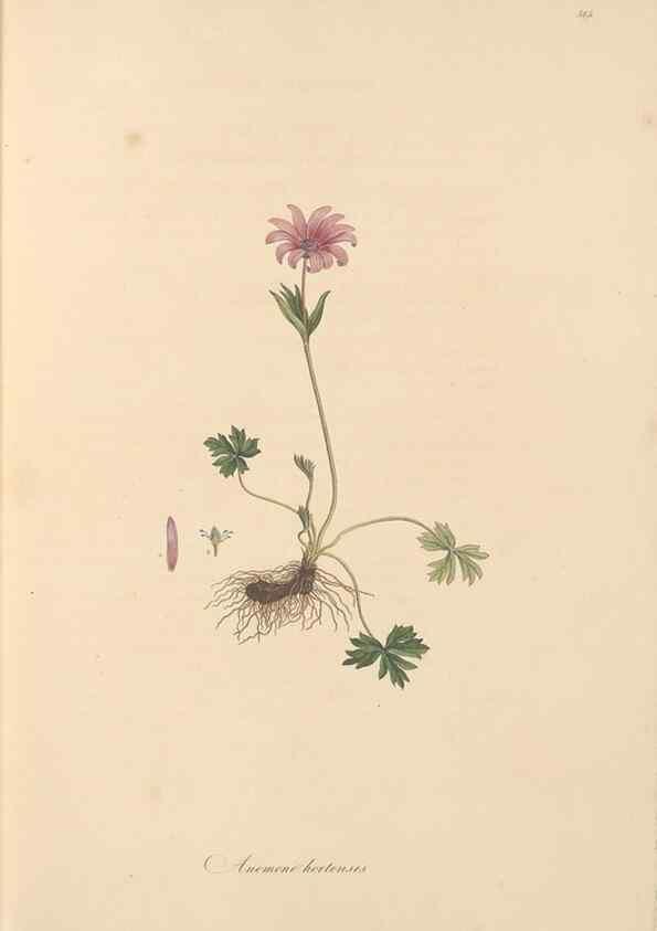 Reproducción/Reproduction 49557656526: Flora Graeca, sive, Plantarum rariorum historia, quas in provinciis aut insulis Graeciae /. Londini :Typis Richardi Taylor et socii, in Vico Shoe-Lane :MDCCCVI-MDCCCXL [1806-1840].. 
