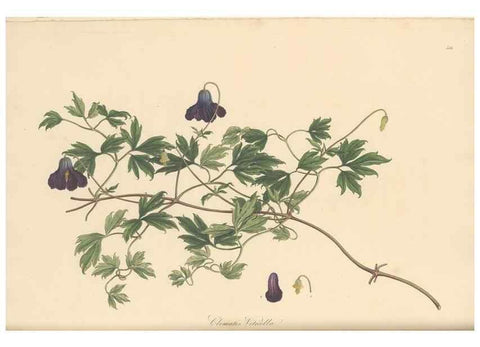Reproducción/Reproduction 49557159318: Flora Graeca, sive, Plantarum rariorum historia, quas in provinciis aut insulis Graeciae /. Londini :Typis Richardi Taylor et socii, in Vico Shoe-Lane :MDCCCVI-MDCCCXL [1806-1840].. 