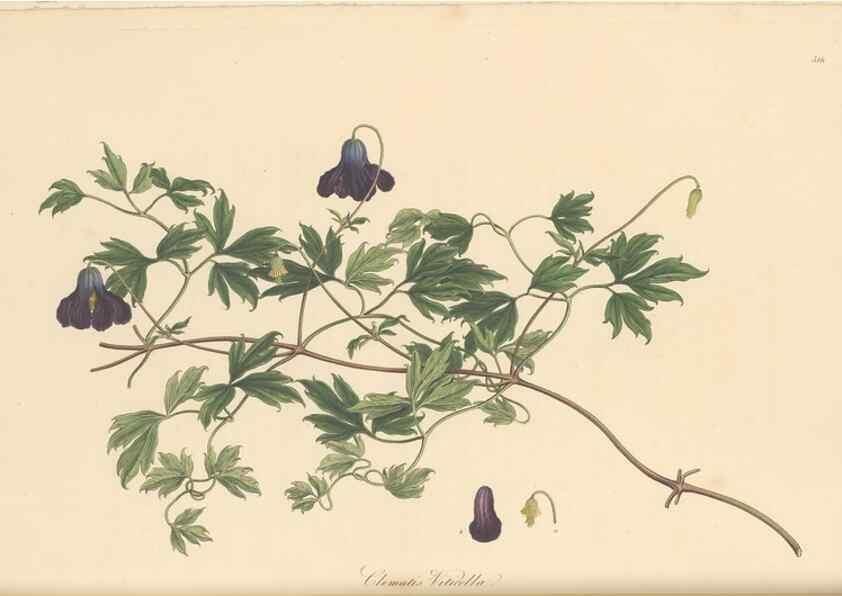 Reproducción/Reproduction 49557159318: Flora Graeca, sive, Plantarum rariorum historia, quas in provinciis aut insulis Graeciae /. Londini :Typis Richardi Taylor et socii, in Vico Shoe-Lane :MDCCCVI-MDCCCXL [1806-1840].. 