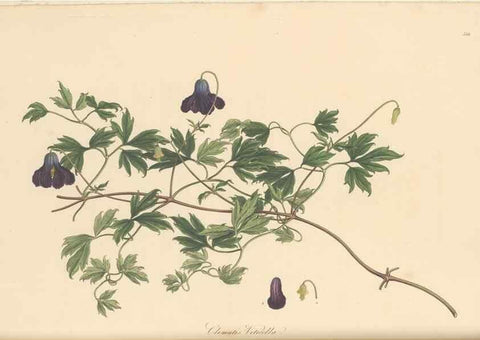 Reproducción/Reproduction 49557159318: Flora Graeca, sive, Plantarum rariorum historia, quas in provinciis aut insulis Graeciae /. Londini :Typis Richardi Taylor et socii, in Vico Shoe-Lane :MDCCCVI-MDCCCXL [1806-1840].. 