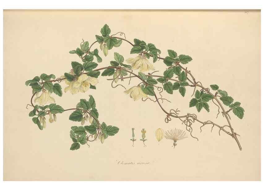 Reproducción/Reproduction 49557159538: Flora Graeca, sive, Plantarum rariorum historia, quas in provinciis aut insulis Graeciae /. Londini :Typis Richardi Taylor et socii, in Vico Shoe-Lane :MDCCCVI-MDCCCXL [1806-1840].. 