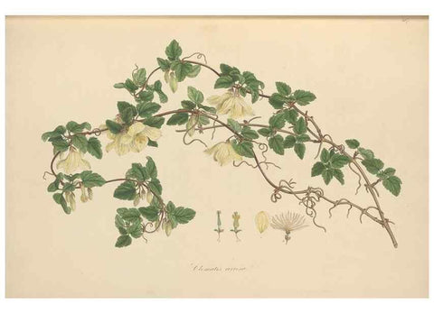Reproducción/Reproduction 49557159538: Flora Graeca, sive, Plantarum rariorum historia, quas in provinciis aut insulis Graeciae /. Londini :Typis Richardi Taylor et socii, in Vico Shoe-Lane :MDCCCVI-MDCCCXL [1806-1840].. 