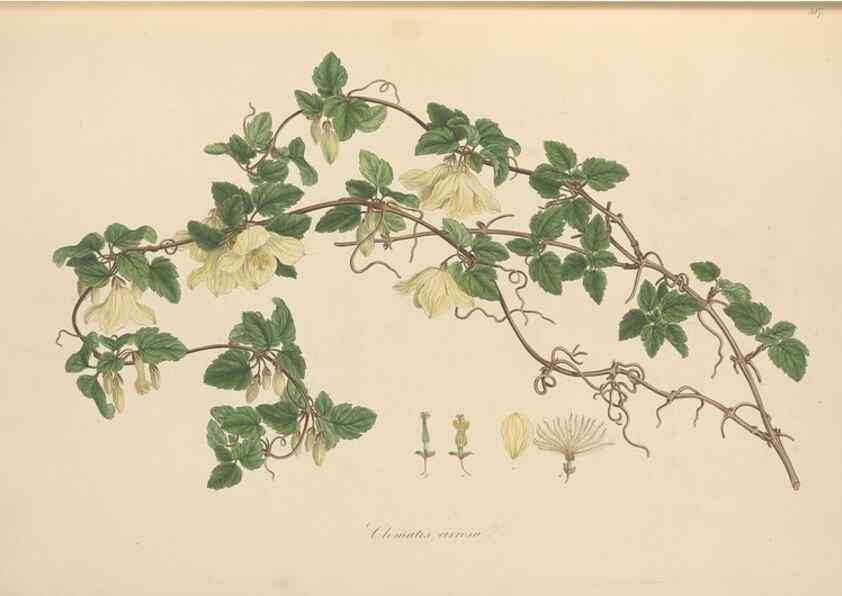 Reproducción/Reproduction 49557159538: Flora Graeca, sive, Plantarum rariorum historia, quas in provinciis aut insulis Graeciae /. Londini :Typis Richardi Taylor et socii, in Vico Shoe-Lane :MDCCCVI-MDCCCXL [1806-1840].. 