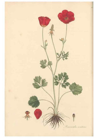 Reproducción/Reproduction 49557657531: Flora Graeca, sive, Plantarum rariorum historia, quas in provinciis aut insulis Graeciae /. Londini :Typis Richardi Taylor et socii, in Vico Shoe-Lane :MDCCCVI-MDCCCXL [1806-1840].. 