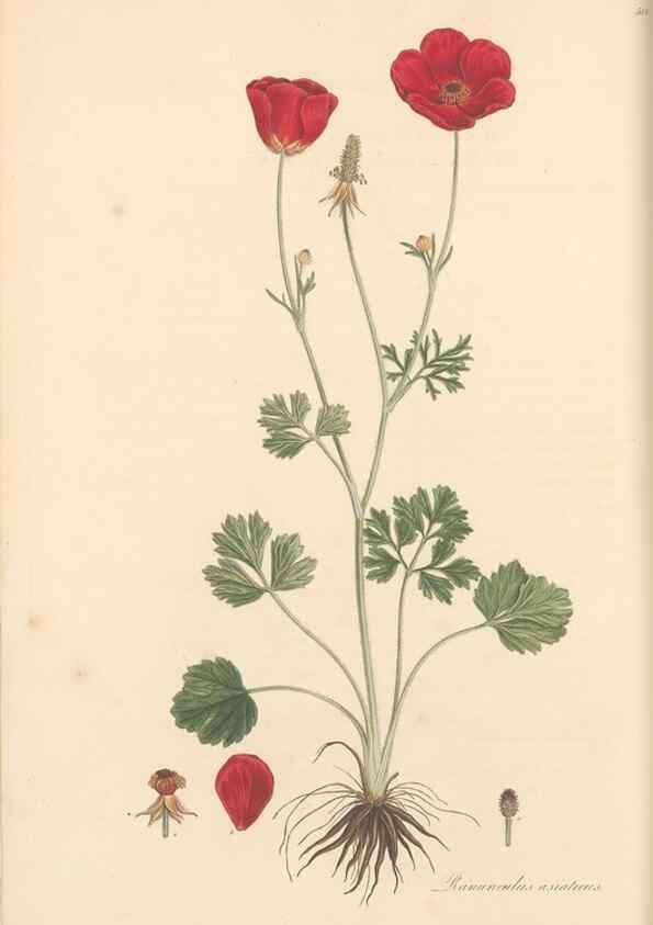 Reproducción/Reproduction 49557657531: Flora Graeca, sive, Plantarum rariorum historia, quas in provinciis aut insulis Graeciae /. Londini :Typis Richardi Taylor et socii, in Vico Shoe-Lane :MDCCCVI-MDCCCXL [1806-1840].. 