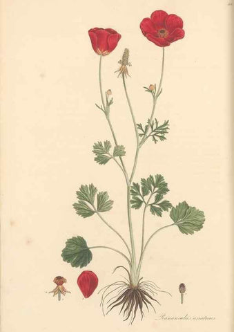 Reproducción/Reproduction 49557657531: Flora Graeca, sive, Plantarum rariorum historia, quas in provinciis aut insulis Graeciae /. Londini :Typis Richardi Taylor et socii, in Vico Shoe-Lane :MDCCCVI-MDCCCXL [1806-1840].. 