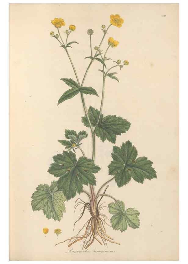 Reproducción/Reproduction 49557892387: Flora Graeca, sive, Plantarum rariorum historia, quas in provinciis aut insulis Graeciae /. Londini :Typis Richardi Taylor et socii, in Vico Shoe-Lane :MDCCCVI-MDCCCXL [1806-1840].. 